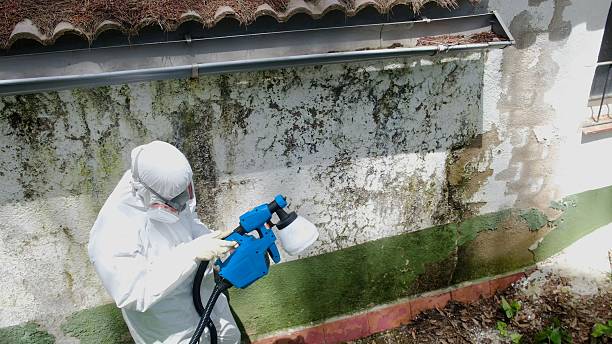 Trusted Attic Mold Removal service in Drewryville, VA - Cheap Mold Removal